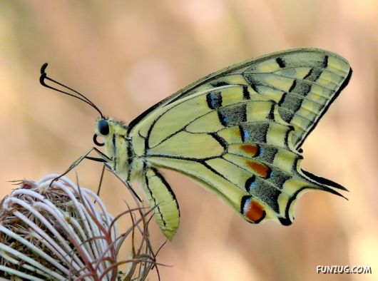 Click to Enlarge - Exclusive Wide Planet Wallpapers