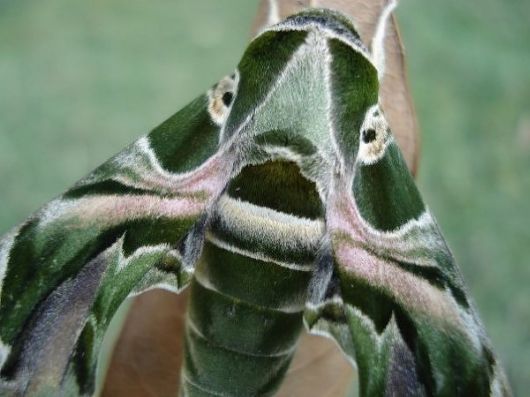 10 Amazing Moths with Multiple Personalities