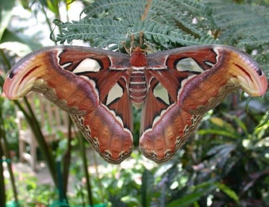 10 Amazing Moths with Multiple Personalities