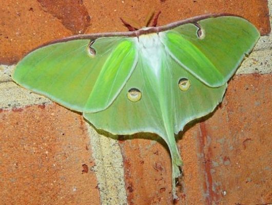 10 Amazing Moths with Multiple Personalities