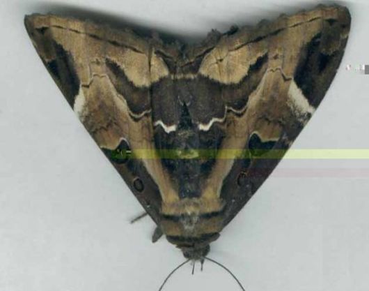 10 Amazing Moths with Multiple Personalities