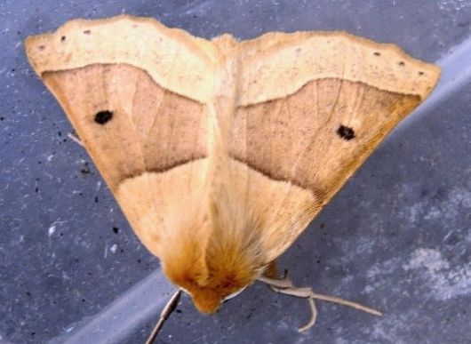10 Amazing Moths with Multiple Personalities