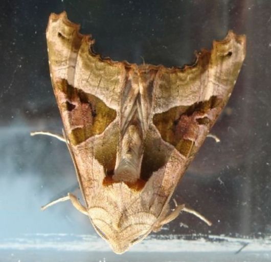 10 Amazing Moths with Multiple Personalities