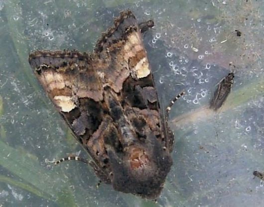 10 Amazing Moths with Multiple Personalities