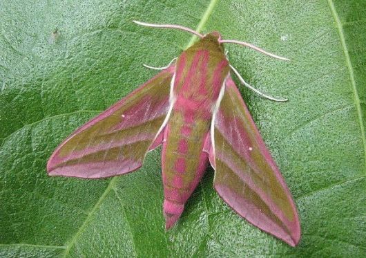 10 Amazing Moths with Multiple Personalities