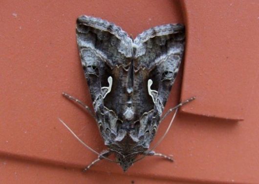 10 Amazing Moths with Multiple Personalities