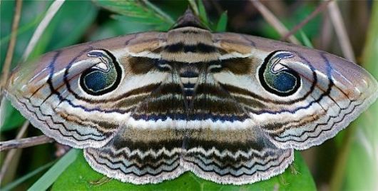 10 Amazing Moths with Multiple Personalities