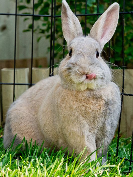 Adorable Bunnies Sticking Their Tongues Out