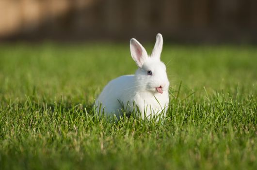Adorable Bunnies Sticking Their Tongues Out