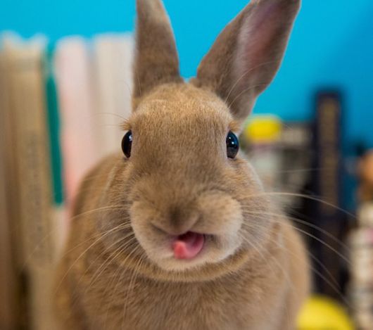 Adorable Bunnies Sticking Their Tongues Out