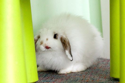 Adorable Bunnies Sticking Their Tongues Out