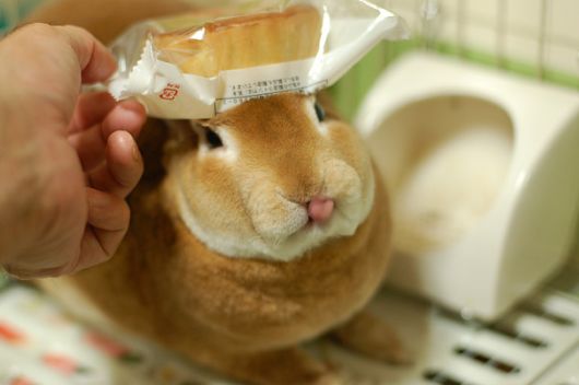 Adorable Bunnies Sticking Their Tongues Out