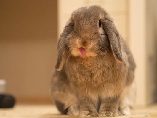Adorable Bunnies Sticking Their Tongues Out