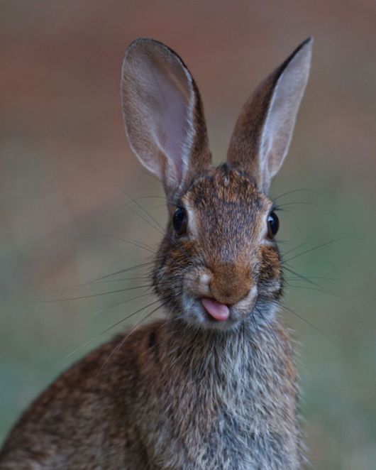 Adorable Bunnies Sticking Their Tongues Out