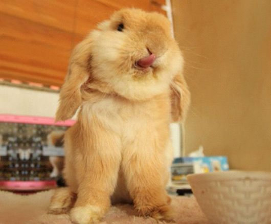 Adorable Bunnies Sticking Their Tongues Out