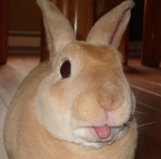Adorable Bunnies Sticking Their Tongues Out
