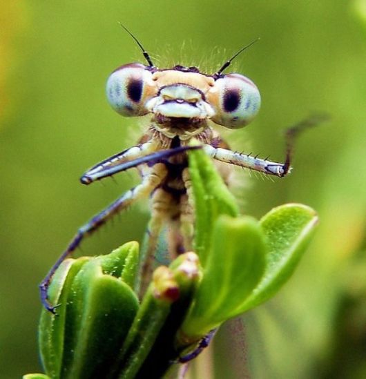 10 Most Alien-Like Insects on Earth