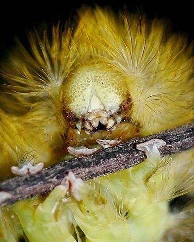 10 Most Alien-Like Insects on Earth