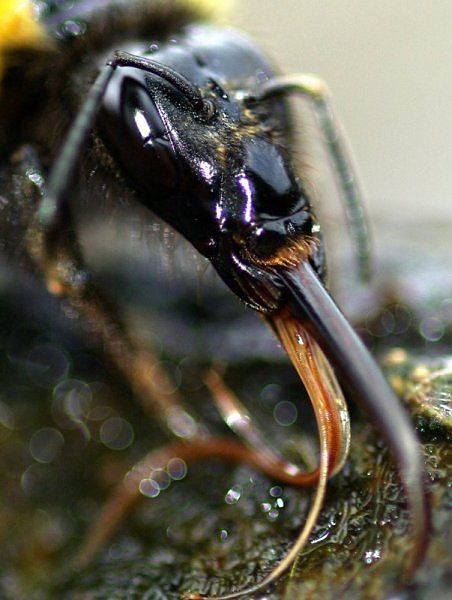 10 Most Alien-Like Insects on Earth