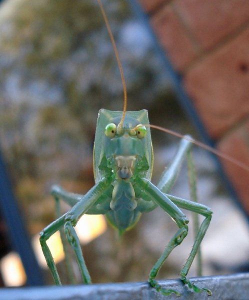 10 Most Alien-Like Insects on Earth