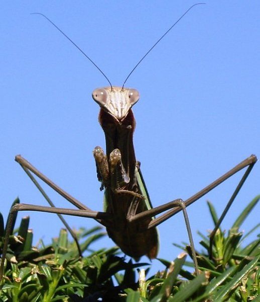 10 Most Alien-Like Insects on Earth