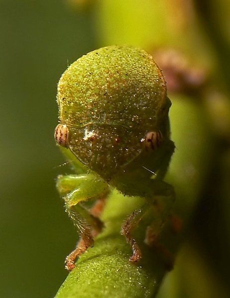 10 Most Alien-Like Insects on Earth