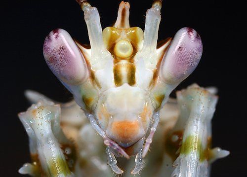 10 Most Alien-Like Insects on Earth