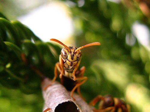 10 Most Alien-Like Insects on Earth