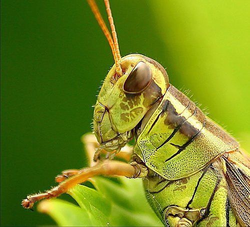 10 Most Alien-Like Insects on Earth