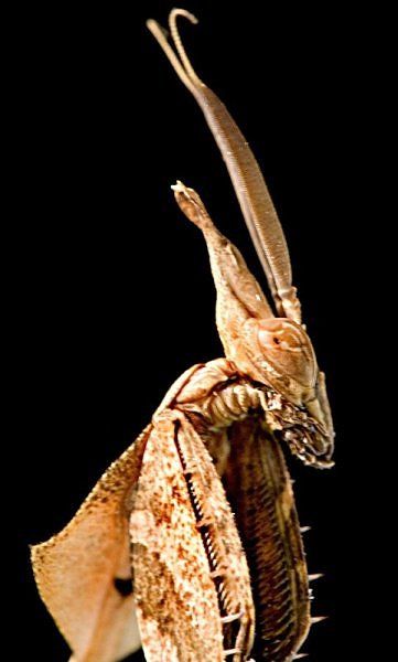 10 Most Alien-Like Insects on Earth