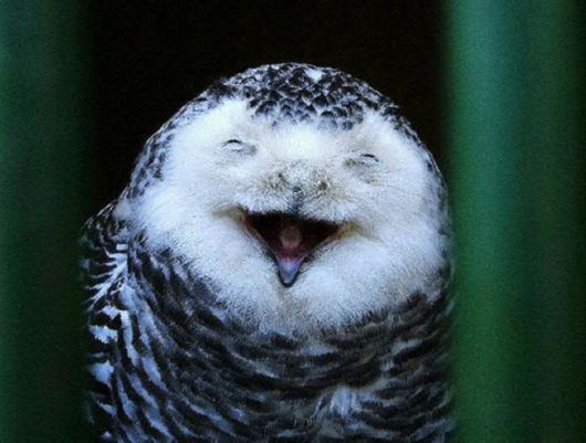 Hilarious Photos Of Amused Owls
