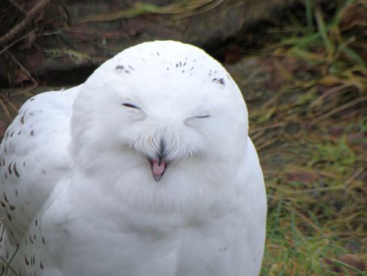 Hilarious Photos Of Amused Owls