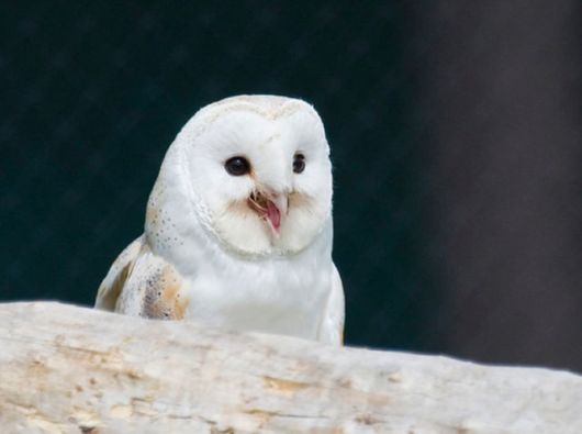 Hilarious Photos Of Amused Owls