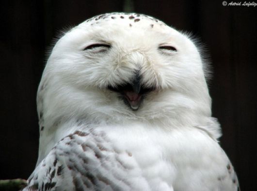 Hilarious Photos Of Amused Owls