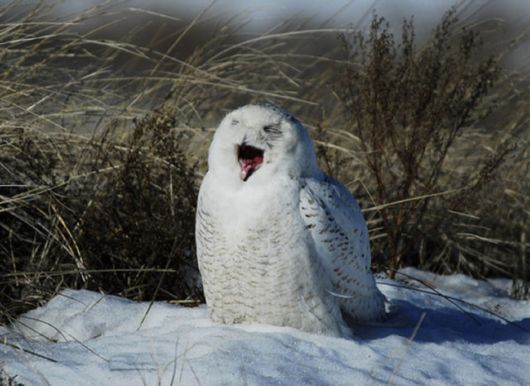 Hilarious Photos Of Amused Owls