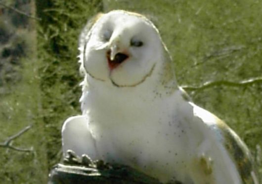 Hilarious Photos Of Amused Owls