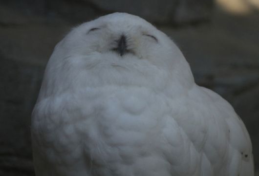 Hilarious Photos Of Amused Owls