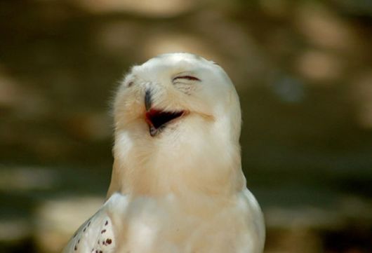 Hilarious Photos Of Amused Owls