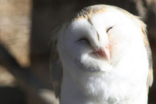 Hilarious Photos Of Amused Owls