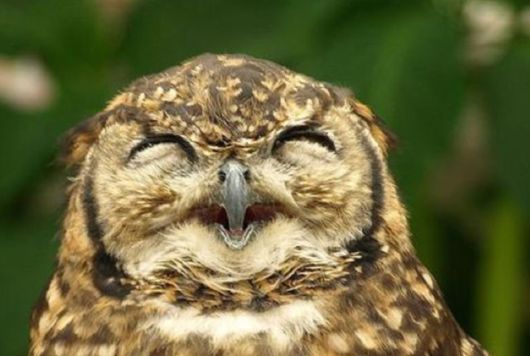 Hilarious Photos Of Amused Owls