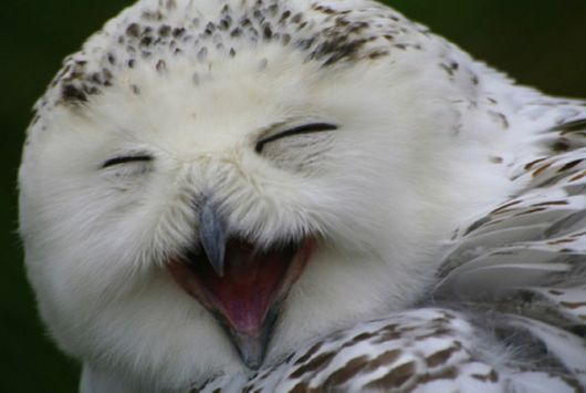 Hilarious Photos Of Amused Owls