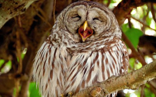Hilarious Photos Of Amused Owls