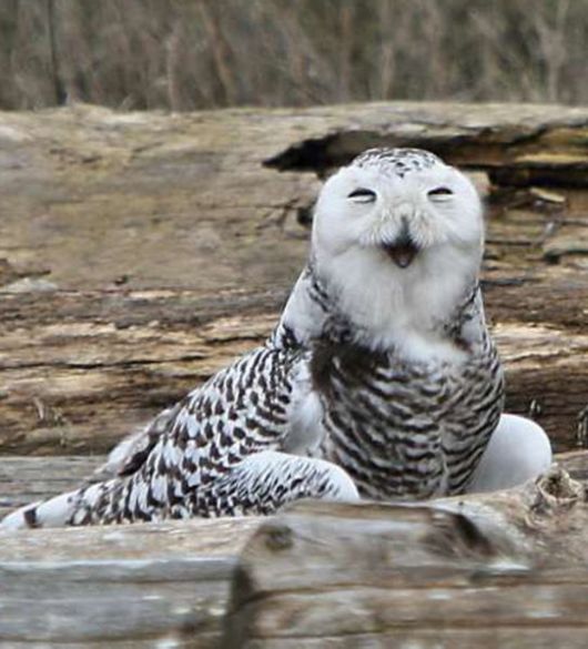 Hilarious Photos Of Amused Owls