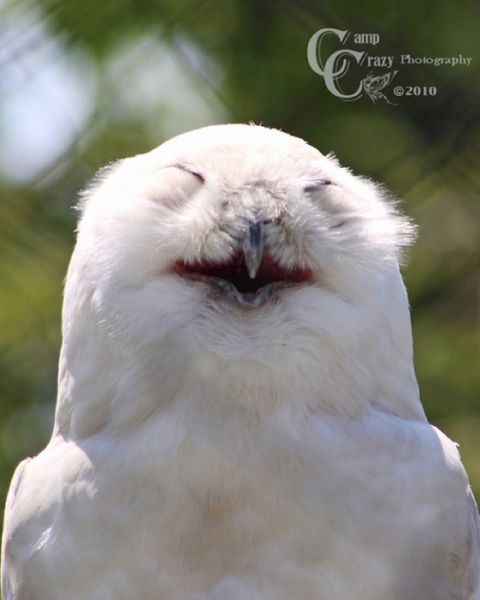 Hilarious Photos Of Amused Owls
