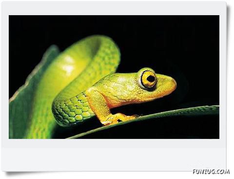 Funny Animals Face Exchange