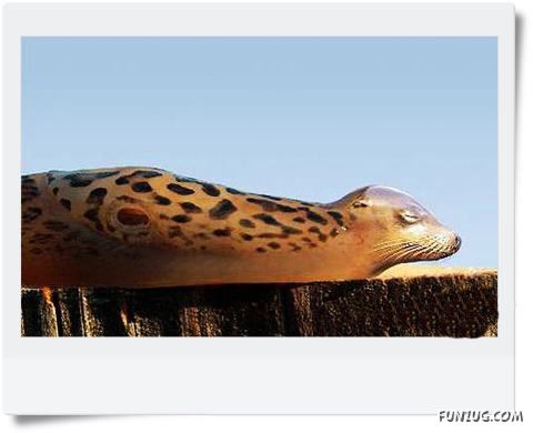 Funny Animals Face Exchange