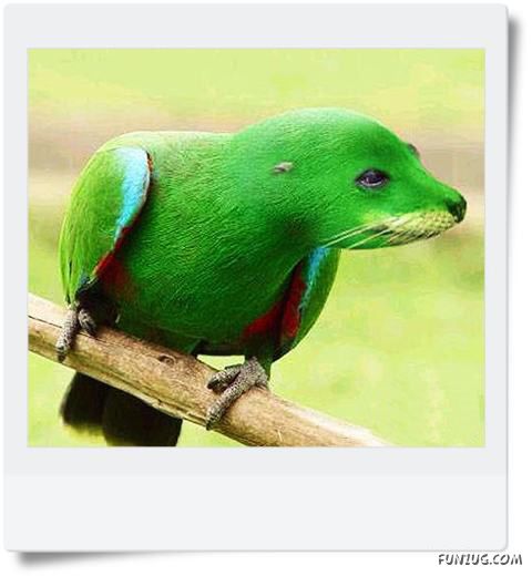 Funny Animals Face Exchange