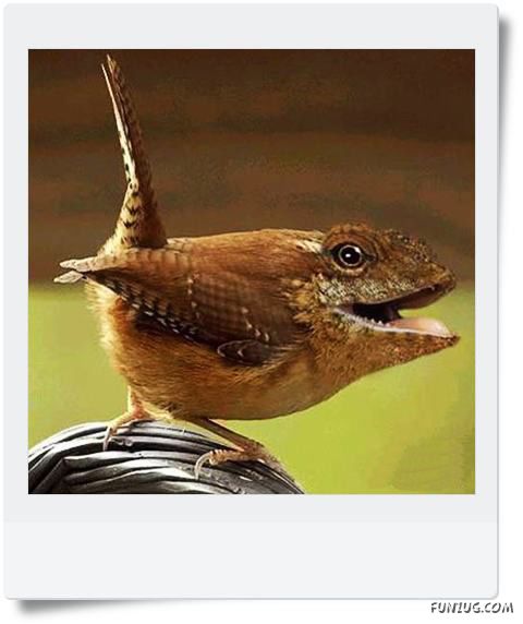 Funny Animals Face Exchange