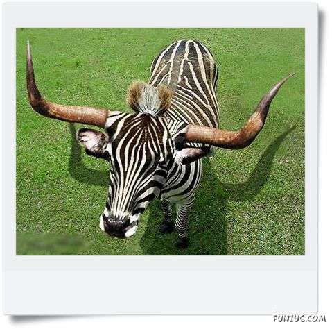 Funny Animals Face Exchange