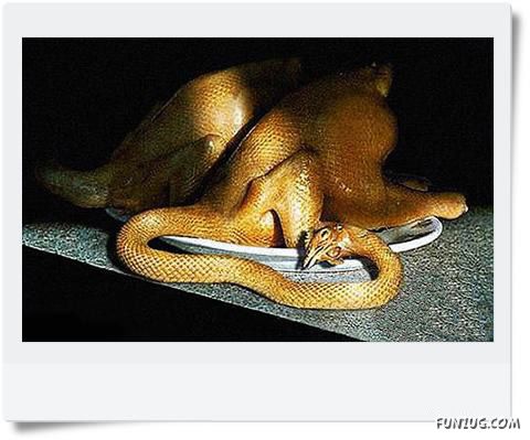 Funny Animals Face Exchange